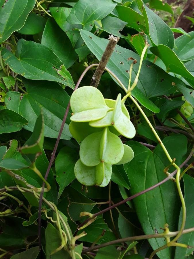 Dioscorea praehensilis (Forest yam) — photo