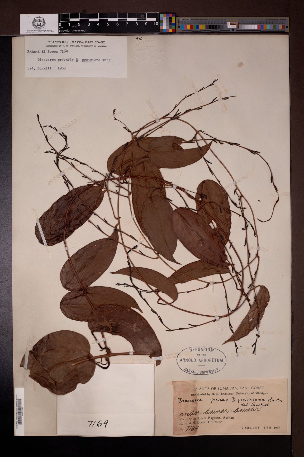 Dioscorea prainiana (Ubi kelonak) — photo