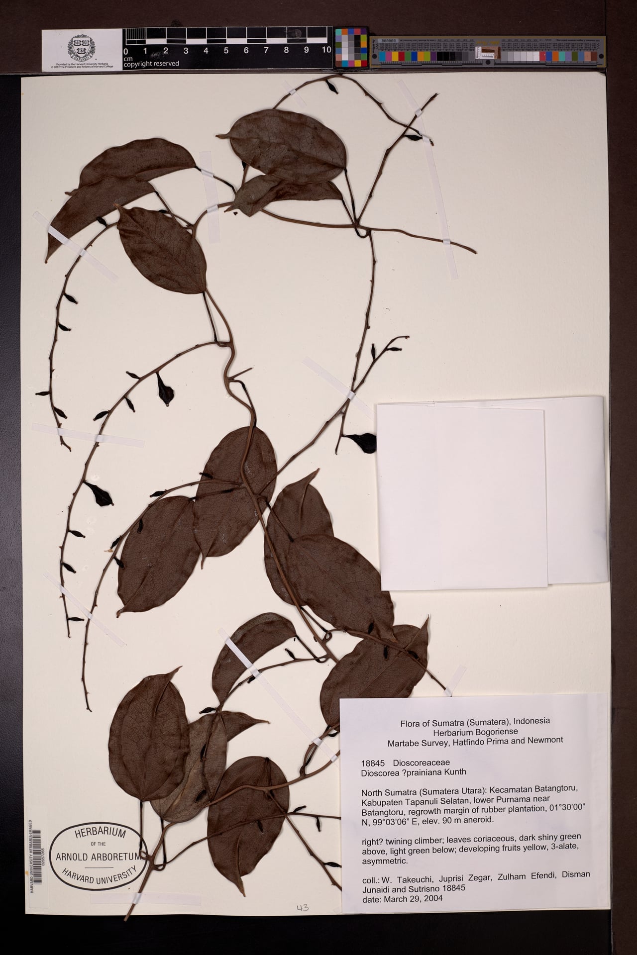 Dioscorea prainiana