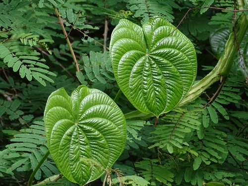 Dioscorea preussii (Preuss' dioscorea) — photo