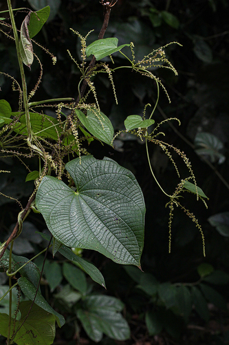 Dioscorea preussii subsp. hylophila