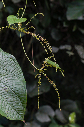 Dioscorea preussii subsp. hylophila — photo