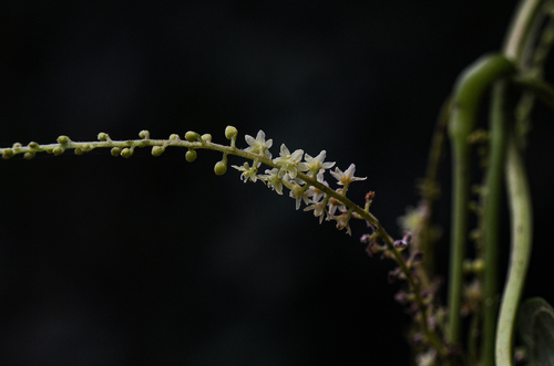 Dioscorea preussii subsp. hylophila — photo