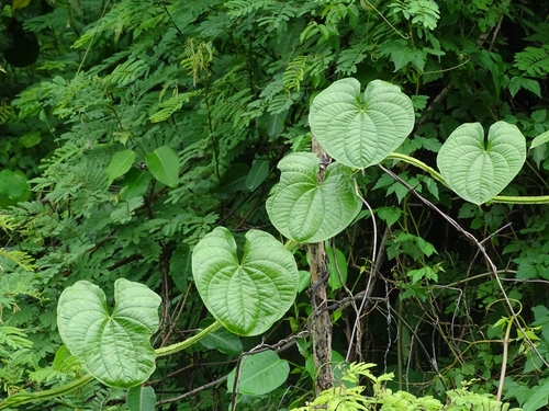 Dioscorea preussii