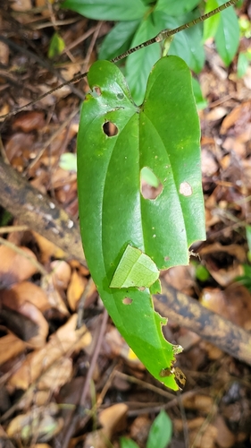 Dioscorea pyrifolia (Marsh benzoin climber) — photo