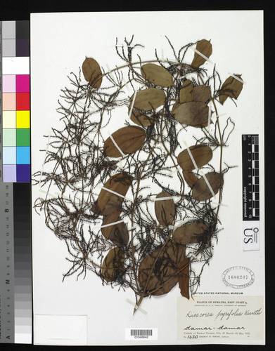 Dioscorea pyrifolia