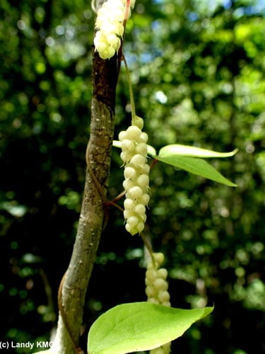 Dioscorea quartiniana — photo