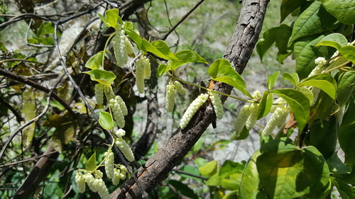 Dioscorea quartiniana — photo