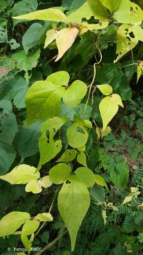 Dioscorea quartiniana