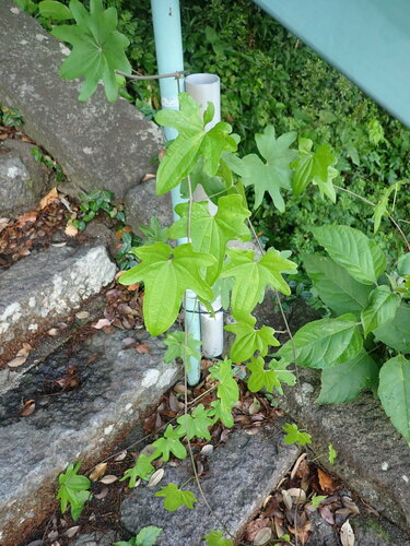 Dioscorea quinquelobata — photo