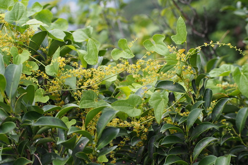 Dioscorea quinquelobata