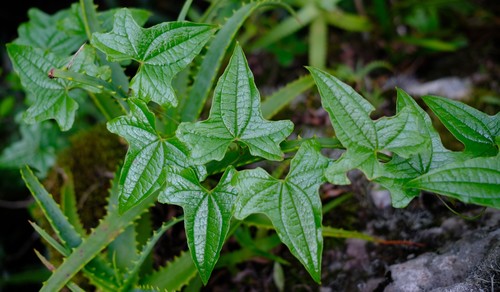 Dioscorea rupicola — photo