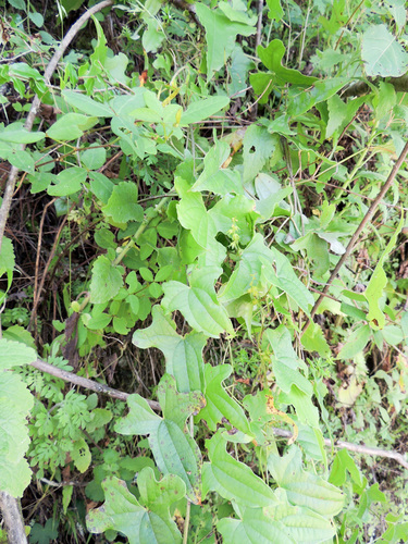 Dioscorea rupicola — photo
