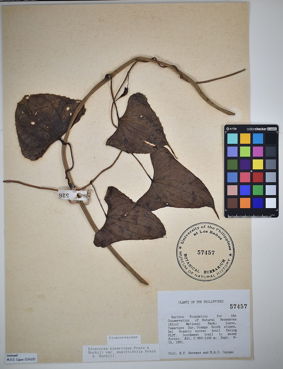 Dioscorea sagittifolia — photo