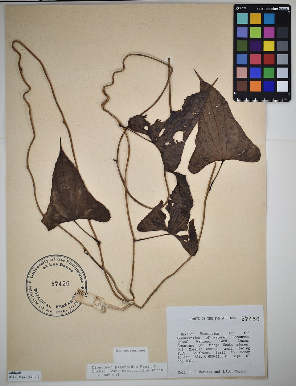Dioscorea sagittifolia