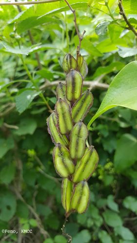 Dioscorea sambiranensis — photo
