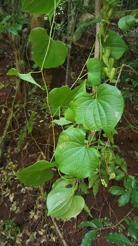 Dioscorea sambiranensis — photo