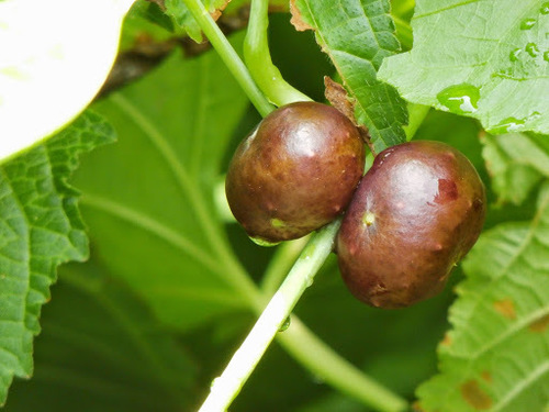 Dioscorea sansibarensis (Gudu-gudu) — photo