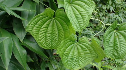 Dioscorea sansibarensis (Gudu-gudu) — photo
