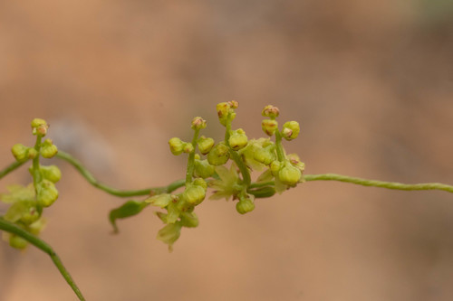 Dioscorea saxatilis — photo