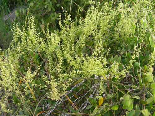 Dioscorea saxatilis — photo