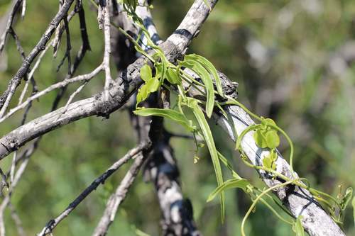 Dioscorea saxatilis