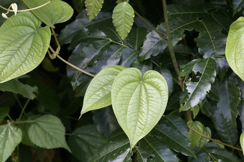 Dioscorea schimperiana — photo