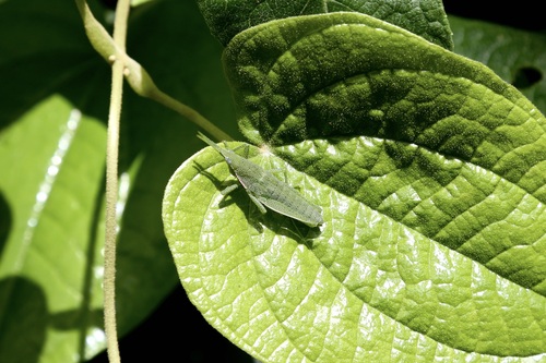 Dioscorea schimperiana — photo