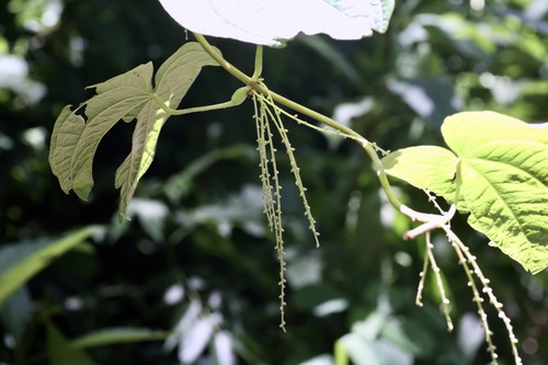 Dioscorea schimperiana