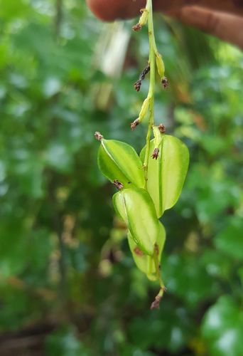 Dioscorea seriflora — photo