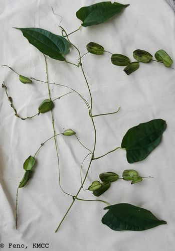 Dioscorea seriflora — photo