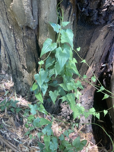 Dioscorea sinuata — photo
