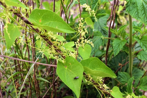 Dioscorea sinuata