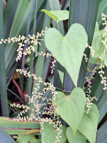 Dioscorea sinuata — photo