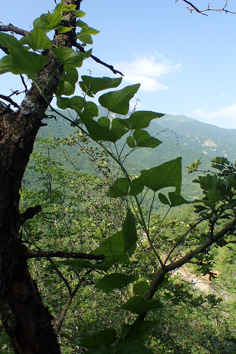 Dioscorea smilacifolia — photo