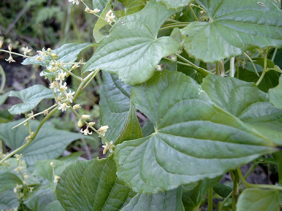 Dioscorea smilacifolia