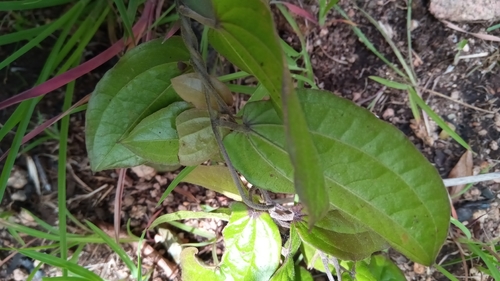 Dioscorea soso — photo