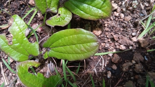 Dioscorea soso — photo
