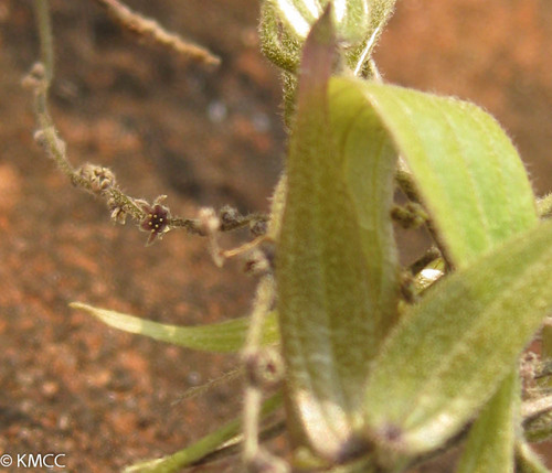 Dioscorea soso