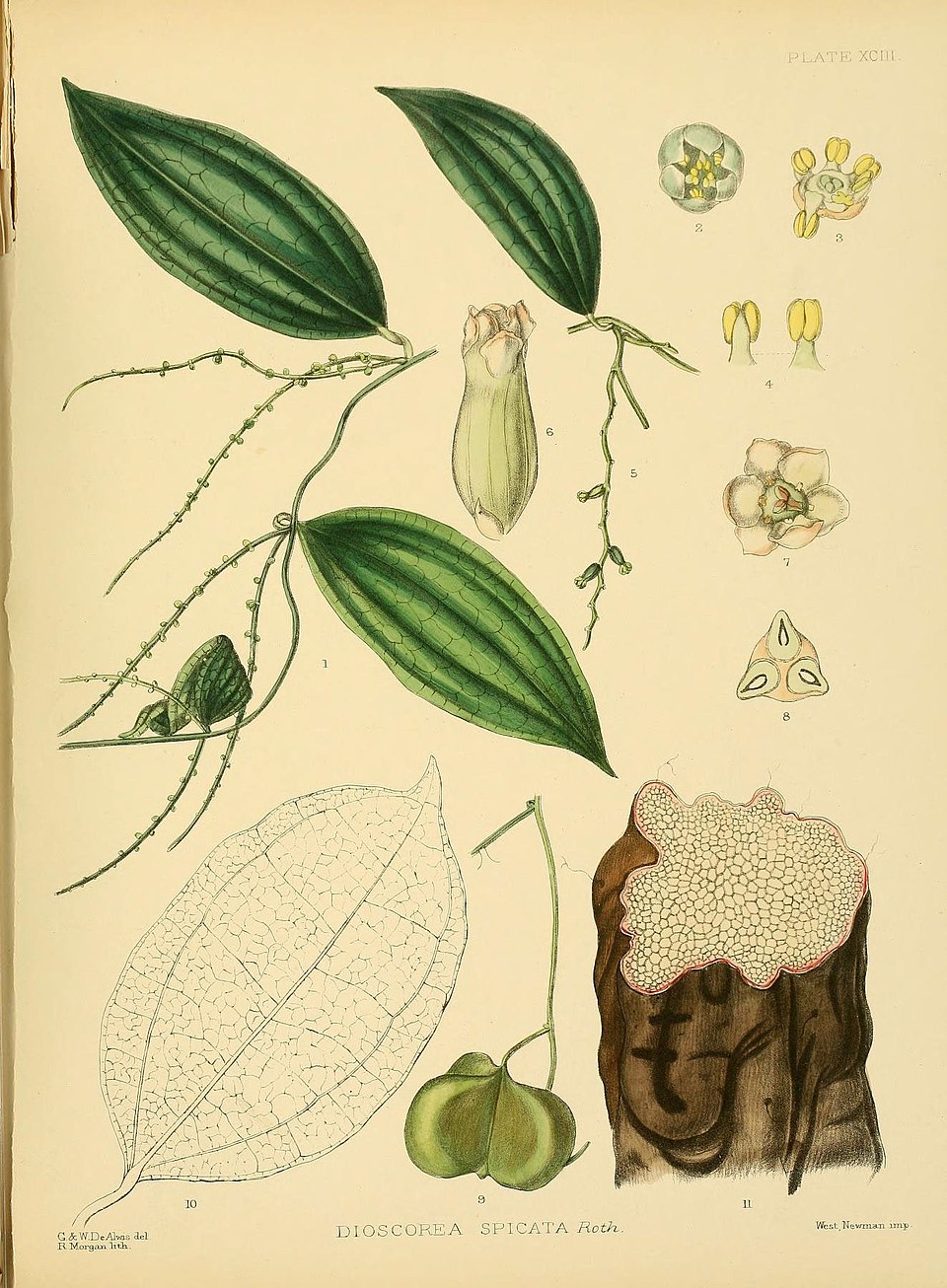 Dioscorea spicata