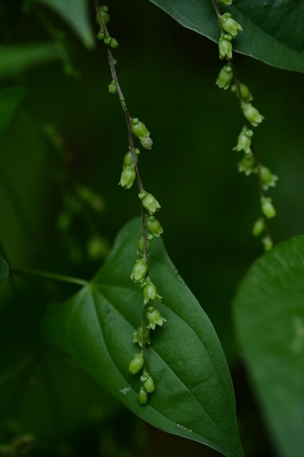 Dioscorea spiculiflora — photo