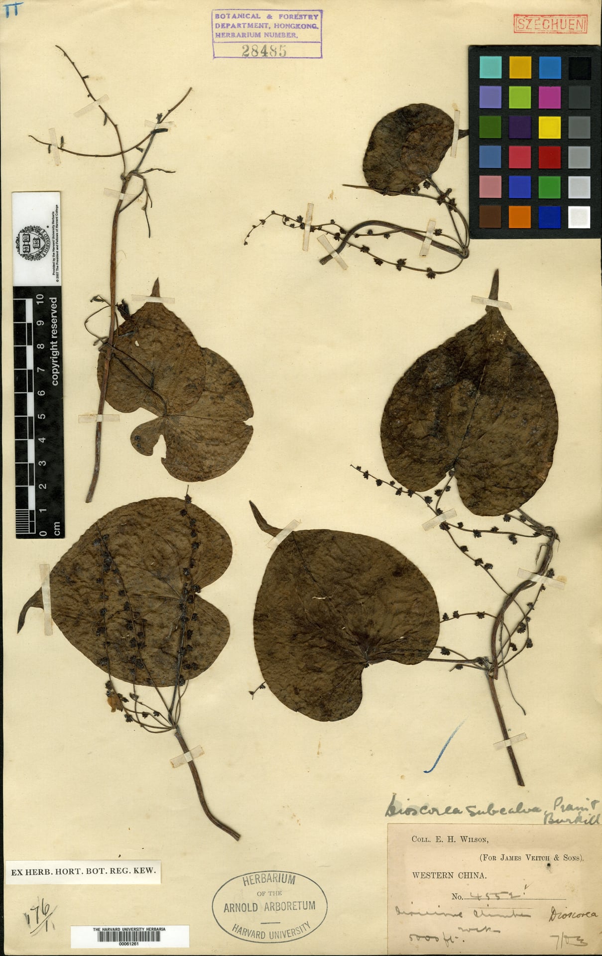 Dioscorea subcalva — photo