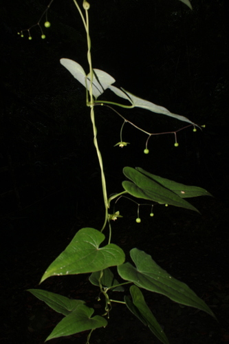 Dioscorea subhastata — photo