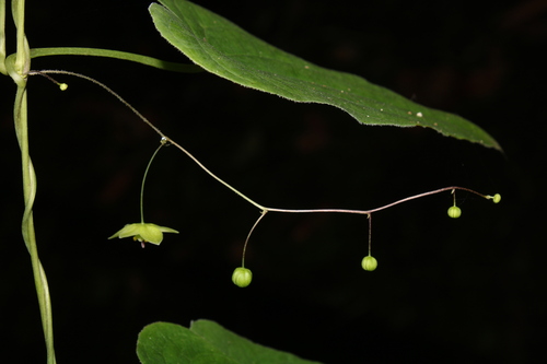 Dioscorea subhastata — photo
