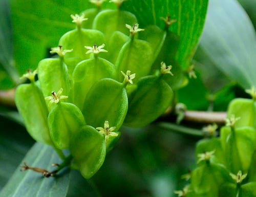 Dioscorea sylvatica — photo