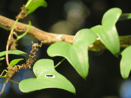 Dioscorea sylvatica