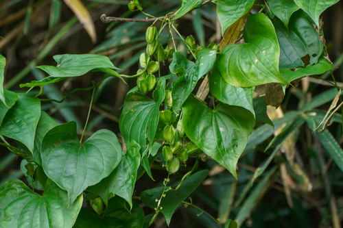 Dioscorea tokoro (Shan bei xie) — photo
