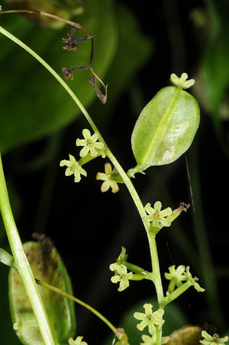 Dioscorea tokoro