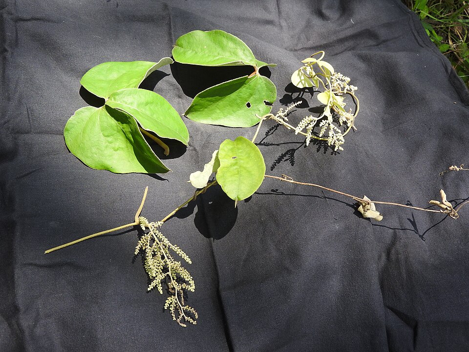 Dioscorea tomentosa (Doyala yam) — photo