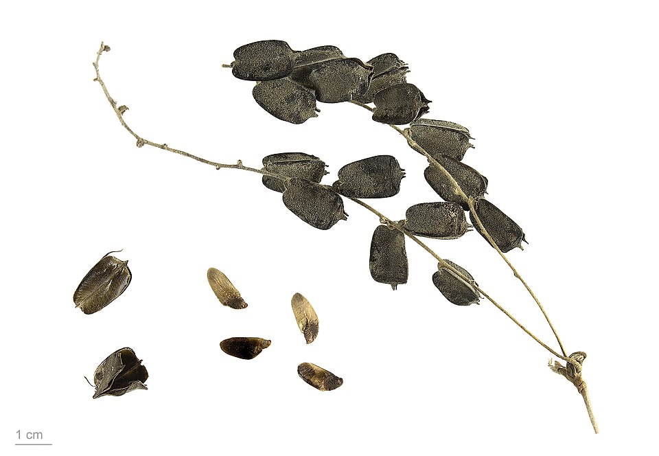 Dioscorea tomentosa